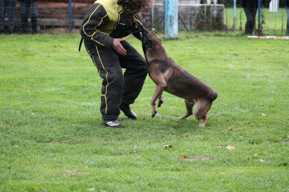 Séance de dressage près de Valence dans la Drôme Séance de dressage près de Valence dans la Drôme